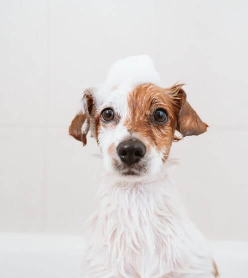 residential dog washing station construction